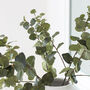 Natural Green Artificial Eucalyptus Stems, thumbnail 2 of 4