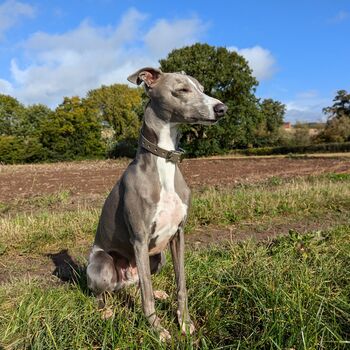 Grey Leather Whippet Collar Can Be Personalised, 7 of 12