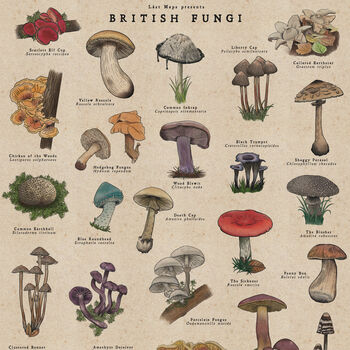 British Mushroom Artwork/Fungi Illustration Print, 9 of 11