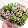 Succulent Mix Five.5cm Pots Surprise Plants, thumbnail 1 of 8