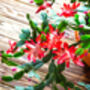 Christmas Cactus Red Caribbean Dancer Three X 13cm Pots, thumbnail 3 of 6