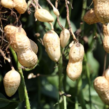 Peanut Plants, Full Plants In A 9cm Pot, 3 of 5