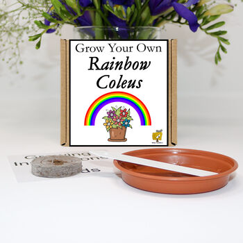 Gardening Gift. Grow Your Own Rainbow Coleus, 2 of 6