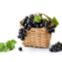 Blackcurrant Plants, 'Ben Sarek', thumbnail 1 of 12