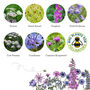 Wildflowers For Garden Wildlife Set Of Six, thumbnail 9 of 12