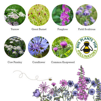 Wildflowers For Garden Wildlife Set Of Six, 9 of 12