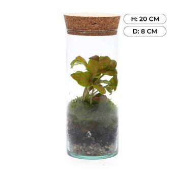 Bottle Terrarium Kit Diy | 'Bilbao', 2 of 8