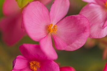 Begonia Plants 'Organdy Mixed' 12 X Compact Plant Pack, 5 of 9