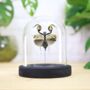 Boxing Mantis Insect Bug Entomology Taxidermy Bell Jar, thumbnail 1 of 3