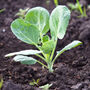 Brussel Sprouts 'Brigitte' Six X Plug Plant Pack, thumbnail 4 of 6