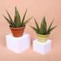 Make Your Own Healing Aloe Vera Paper Plant, thumbnail 1 of 3