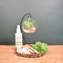 Diy Air Plant Terrarium Kit Hanging Terrarium Gift Forest Green, thumbnail 3 of 7