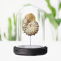 Douvilleceras Ammonite Real Authentic Dinosaur Fossil Bell Jar, thumbnail 1 of 4