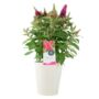 Butterfly Bush 'Little Ruby' – 5 L Pot Shrub, thumbnail 5 of 5