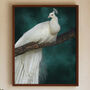 White Peacock Art, thumbnail 2 of 4