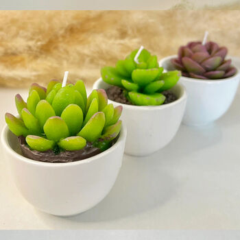 Succulent Candles In White Ceramic Pots, 2 of 10