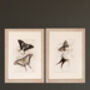 Framed Pair Of Vintage Butterfly Art Prints In Sand Frames, thumbnail 10 of 10