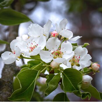 Pear 'Conference' Fruit Trees One X 10 L Pot, 4 of 5