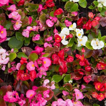 Begonia 'Organdy' Mix 20 X Plant Pack, 3 of 6