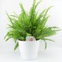 Boston Fern In White Ceramic Pot – Air Purifying Plant, thumbnail 2 of 2