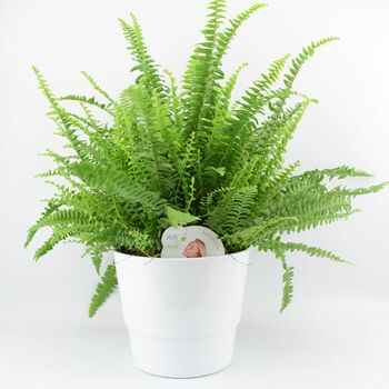 Boston Fern In White Ceramic Pot – Air Purifying Plant, 2 of 2