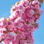 Japanese Cherry Kanzan Fruit Tree Two X 15 L Pots, thumbnail 2 of 5