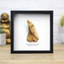 Plesiosaur Paddle Bone Box Frame Real Authentic Jurassic Dinosaur Fossil Museum Quality Natural History Interior Design Home Decor Display Gift Ornament, thumbnail 1 of 4