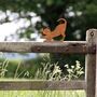 Rusty Metal Cat, Cat With Butterfly Fence Topper Gift, thumbnail 8 of 10