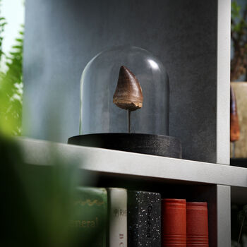 Small Mosasaurus Tooth Real Authentic Dinosaur Fossil Bell Jar, 2 of 5