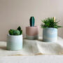 Pastel Concrete Pot With Succulent Or Cactus, thumbnail 3 of 5