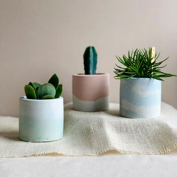 Pastel Concrete Pot With Succulent Or Cactus, 3 of 5