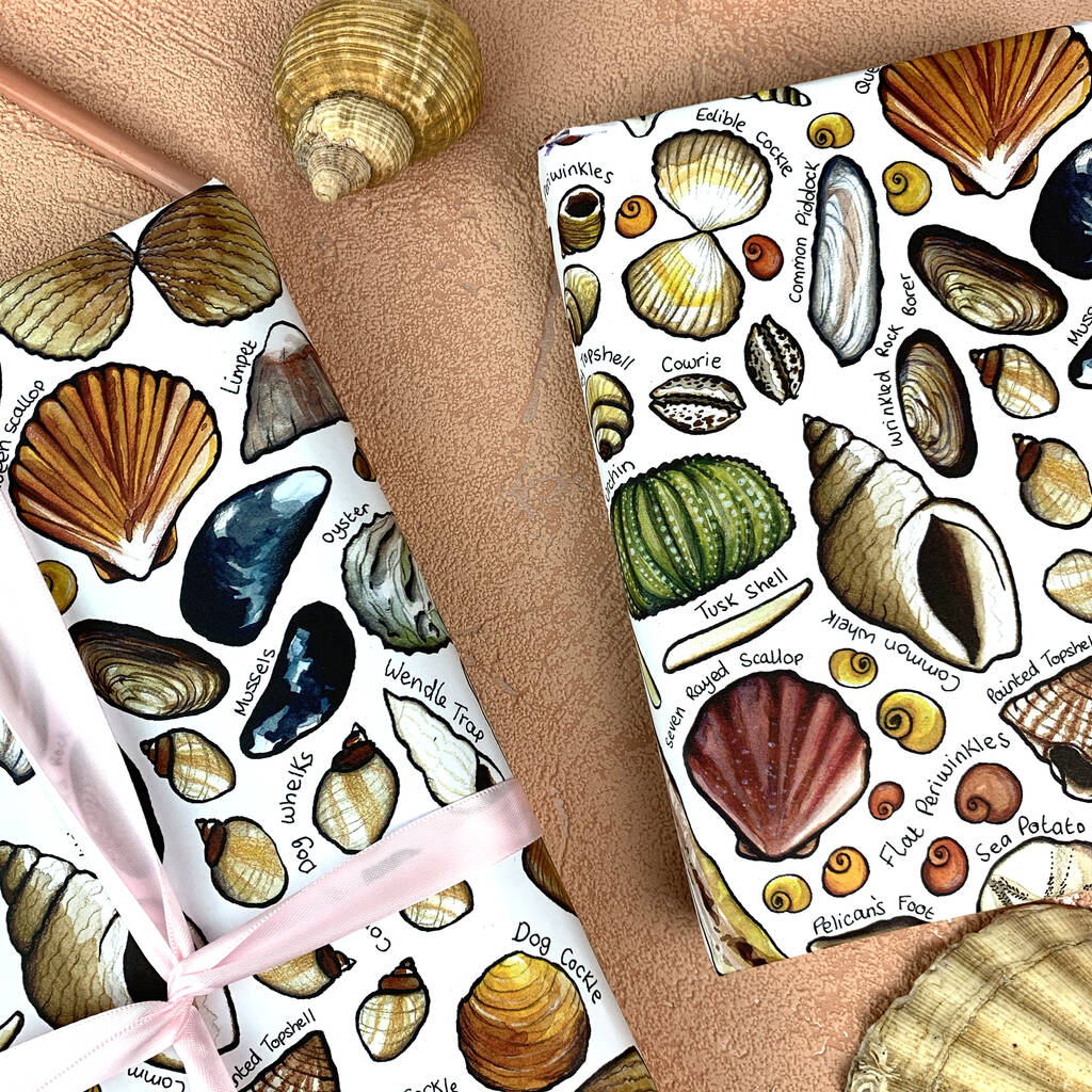 What are seashells made of picture
