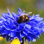 Wildflower Cornflower Seed Boxes, thumbnail 1 of 7