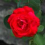 Floribunda Rose Plant 'Lovestruck', thumbnail 2 of 5