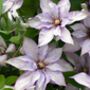 Clematis Samaritan Jo – Blue And White Patio Climber, thumbnail 1 of 5