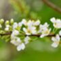 Plum Fruit Trees Two X 10 L Pots, thumbnail 3 of 6