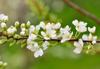 Plum Fruit Trees Two X 10 L Pots, 3 of 6