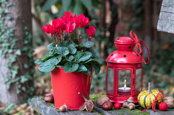 Cyclamen 'Rouge Vif' Three X Full Plant Pack, 6 of 6