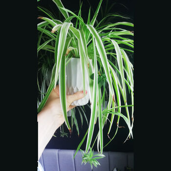 Grow Your Own Spider Plant, 6 of 7