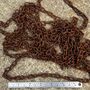 One Metre Of Rusty Chain Ideal For Sign Fixing, thumbnail 5 of 5