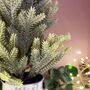 Mini Christmas Tree In Metal Pot, thumbnail 2 of 4