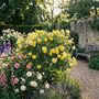 Yellow Patio Bush Rose – Hardy Summer Flowering Shrub, thumbnail 1 of 6