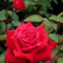 A Red Memorial Rose, Remembrance Rose For Christmas, thumbnail 1 of 2