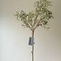 Artificial Potted Olive Tree, thumbnail 3 of 5