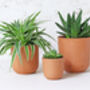 Terracotta Plant Pots Set Of Three U Curved, thumbnail 5 of 6