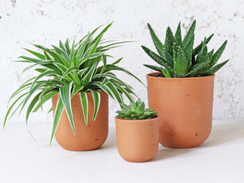 Terracotta Plant Pots Set Of Three U Curved, 5 of 6