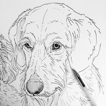Personalised Pet Portrait Drawings, 9 of 10