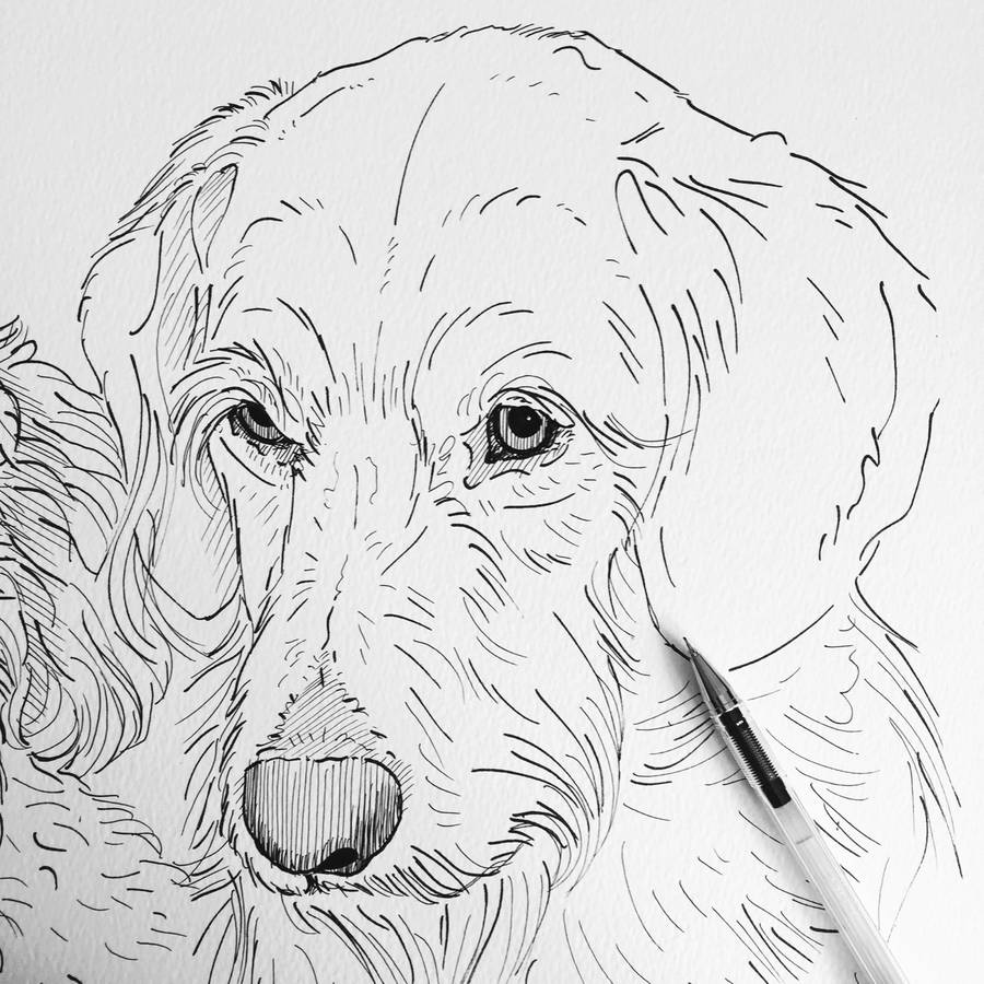 Personalised Pet Portrait Line Drawings By Adam Regester