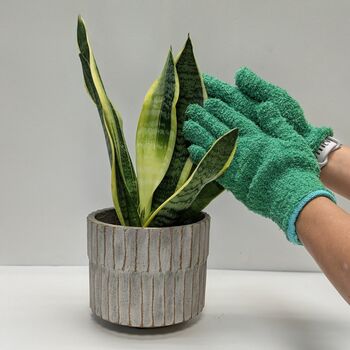 Leaf Care Gloves Houseplant Dusting, 3 of 3