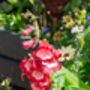 Penstemon Plants, 'Arabesque Red', thumbnail 6 of 7